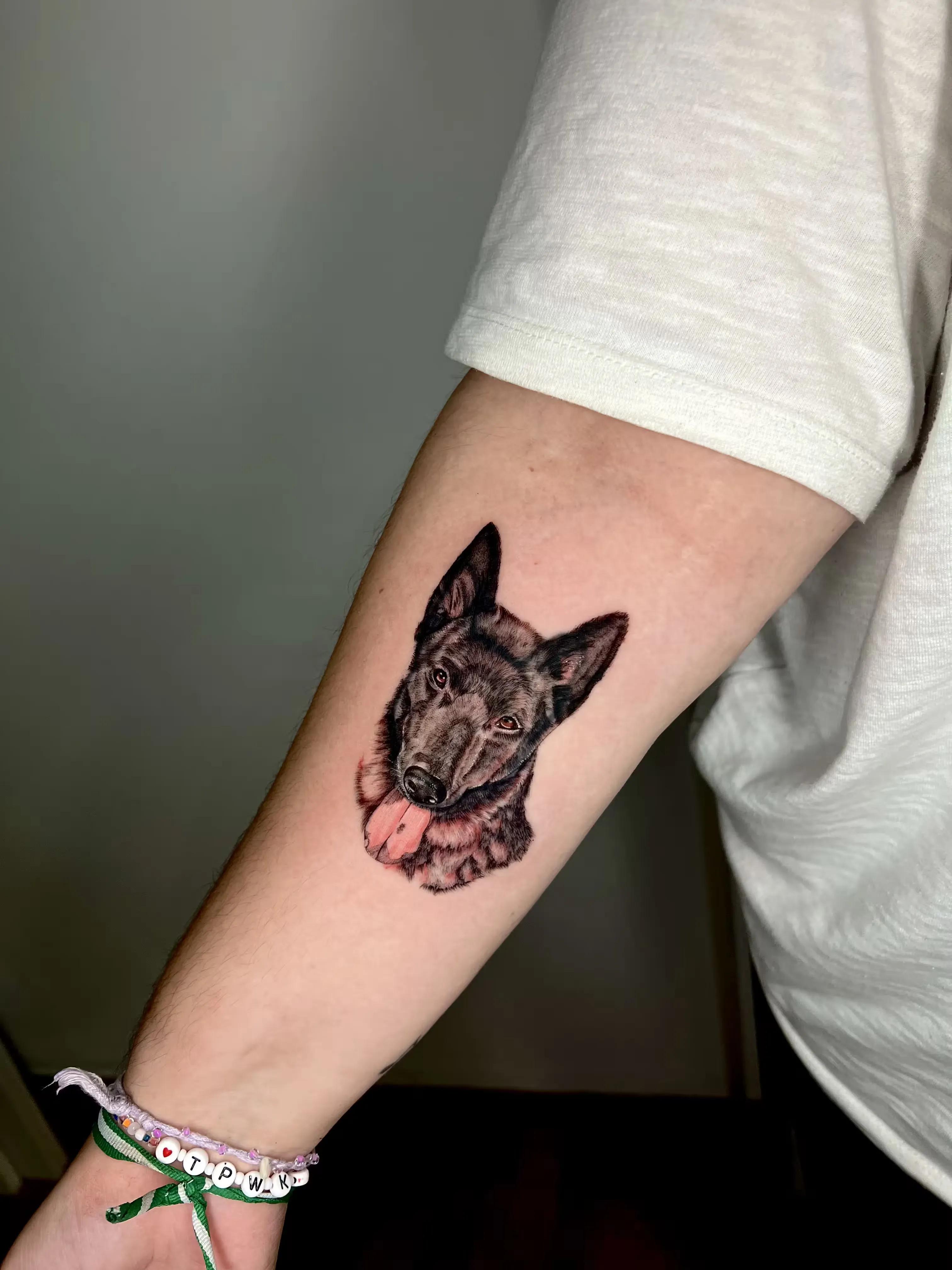 Retrato a color de perro de orejas puntiagudas con la lengua fuera, estilo realismo y sombreado suave.