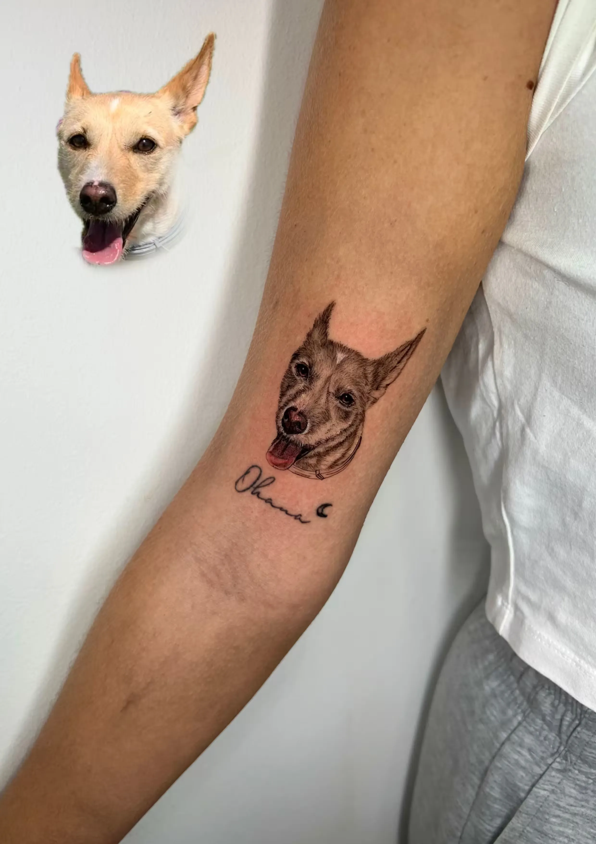 Retrato a color de perro con el nombre “Ohana” en lettering y una luna creciente, con foto de referencia incluida.